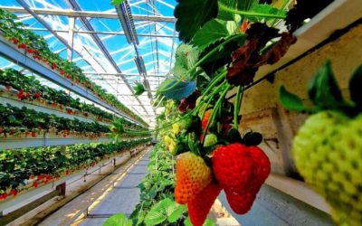 The Growing Sussex Project